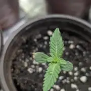 Chemical Candy Auto x3