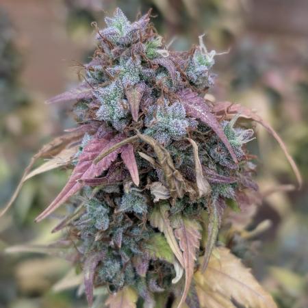 Banana Blaze Auto x3