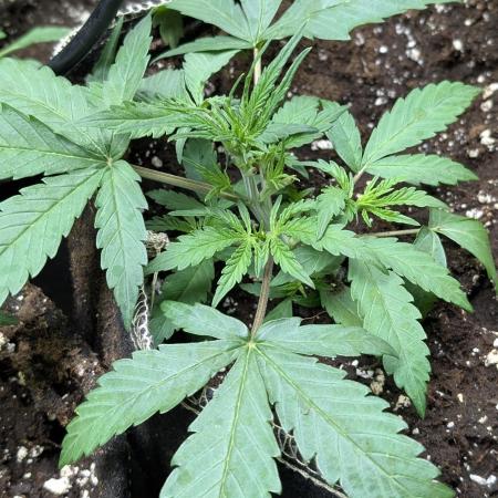 Chemical Candy Auto x3