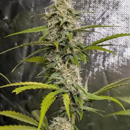 Candy Bubatz XL x3