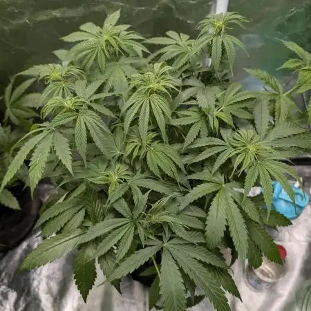 Twilight Zlush Auto x4