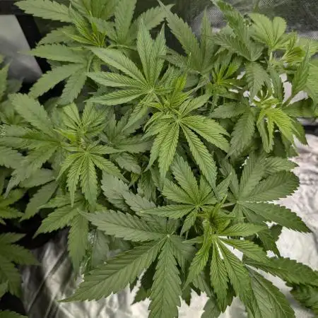 Twilight Zlush Auto x4