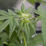 Unknown Kush