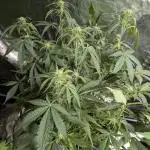 Twilight Zlush Auto x3