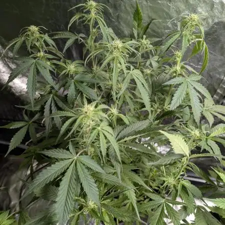 Twilight Zlush Auto x3