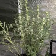 Frosted Guava Auto x3