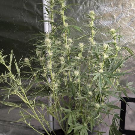 Frosted Guava Auto x3