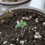 FumePop Auto x3