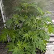 Zinnapple x5