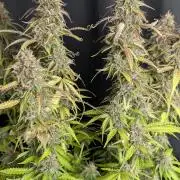 Sweet Mango Auto x4