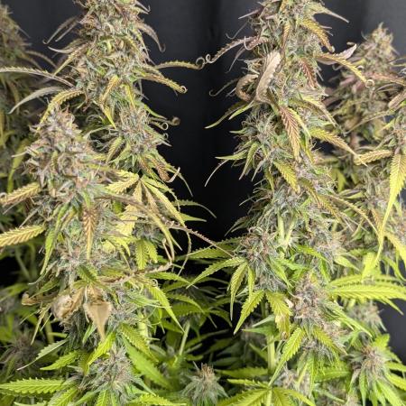 Sweet Mango Auto x4