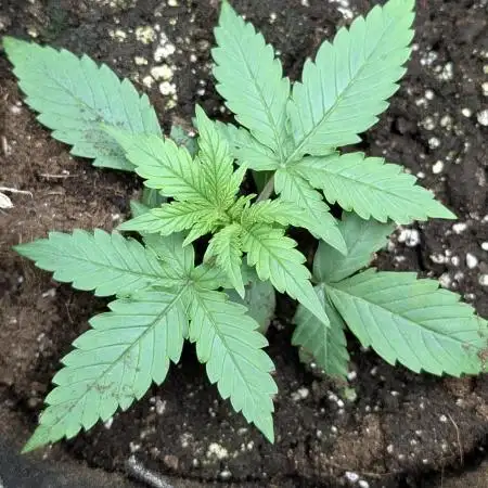 Twilight Zlush Auto x3