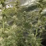 FumePop Auto x4