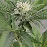 Zinnapple x5
