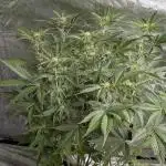 Creamzilla Auto x4