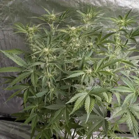 Creamzilla Auto x4