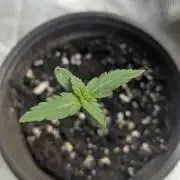 Chemical Candy Auto x3