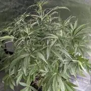 Guava X Gelato 41