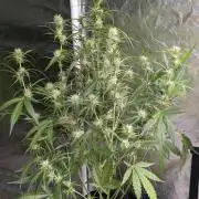Guava X Gelato 41