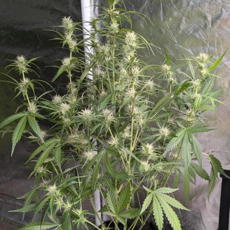 Guava X Gelato 41