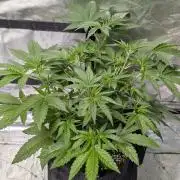 Zinnapple x5