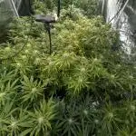 FumePop Auto x3