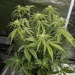 Creamzilla Auto x3
