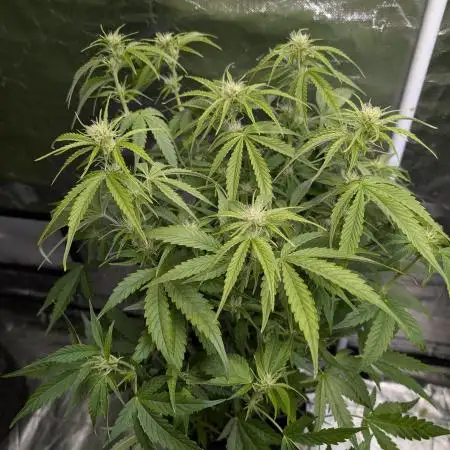 Creamzilla Auto x3