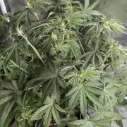 Chemical Candy Auto x3