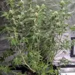 Gelato Auto x3