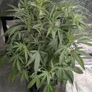 Frosted Guava Auto x3
