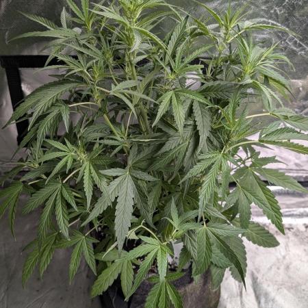 Frosted Guava Auto x3