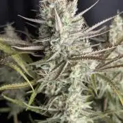 Chemical Candy Auto x3