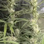 Chemical Candy Auto x3