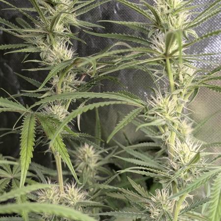 Chemical Candy Auto x3