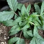 Guava X Gelato 41 x3