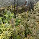 Delicious Cookies Auto x5