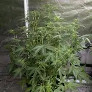 Sugar Black Rose x1