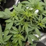 FumePop Auto x3
