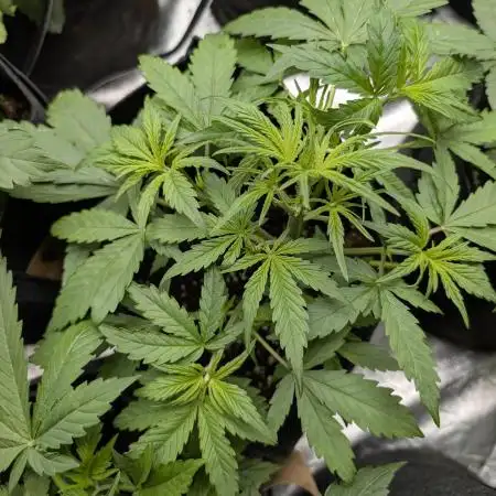FumePop Auto x3