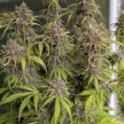 Cotton Berry Rush Auto x3