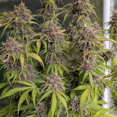 Cotton Berry Rush Auto x3