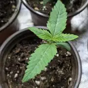 Purple Lemon Tree XLL x4