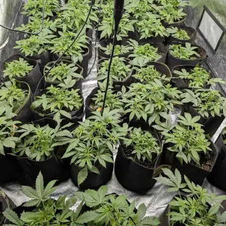 Creamzilla Auto x3