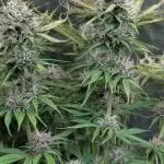 Twilight Zlush Auto x4