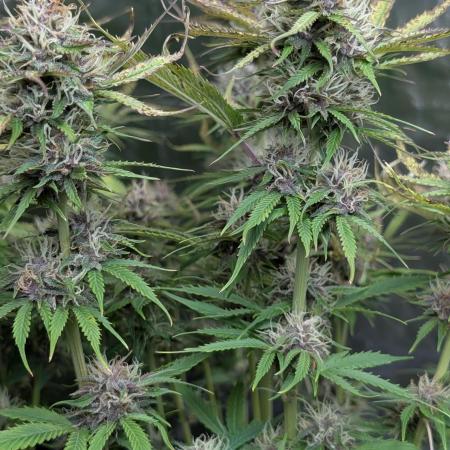 Twilight Zlush Auto x4