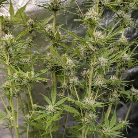 Twilight Zlush Auto x3