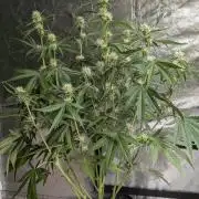 Frosted Guava Auto x3