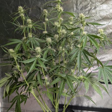 Frosted Guava Auto x3