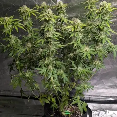 Zkittlez Auto x6